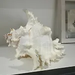 Seashell House