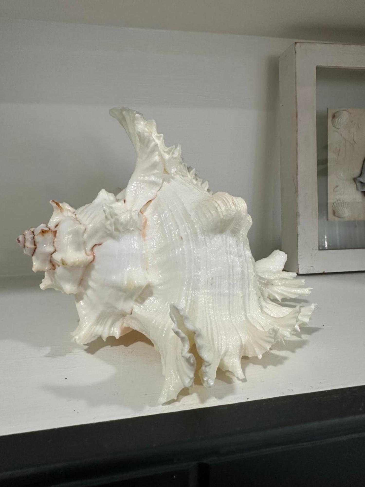Holiday home Seashell House *